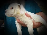 Faya, a female Miniature Bernedoodle for sale in Conneaut, OH – Photo 3 of 4