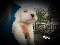 Faya, a female Miniature Bernedoodle for sale in Conneaut, OH – Photo 4 of 4