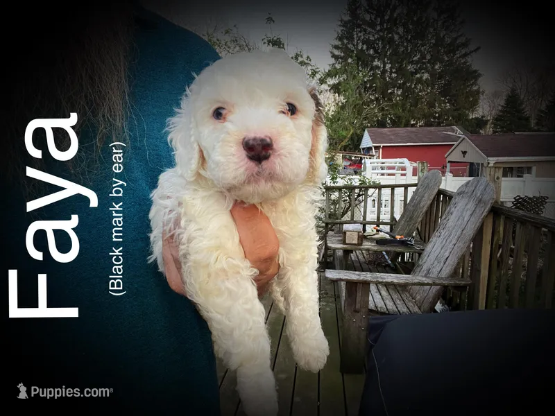 Faya – Miniature Bernedoodle puppy for sale in Conneaut, OH