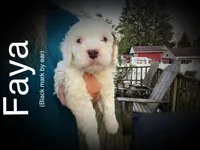 Faya, a female Miniature Bernedoodle for sale in Conneaut, OH – Photo 1 of 4