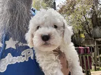 Faya, Ice Blue Eye, a female Miniature Bernedoodle for sale in Conneaut, OH – 6 of 8