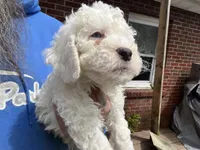 Faya, Ice Blue Eye, a female Miniature Bernedoodle for sale in Conneaut, OH – 8 of 8