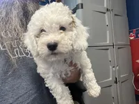 Faya, Ice Blue Eye, a female Miniature Bernedoodle for sale in Conneaut, OH – 4 of 8