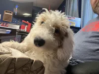 Tank (DEAF), a male Miniature Bernedoodle for sale in Conneaut, OH – 4 of 6