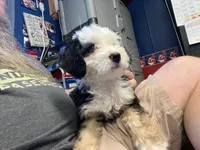 Fritz, One partial ice blue eye , a male Miniature Bernedoodle for sale in Conneaut, OH – 2 of 9