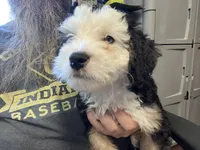 Fritz, One partial ice blue eye , a male Miniature Bernedoodle for sale in Conneaut, OH – 4 of 9