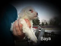 Baya, a female Miniature Bernedoodle for sale in Conneaut, OH – Photo 4 of 4