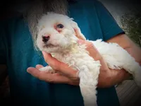 Baya, a female Miniature Bernedoodle for sale in Conneaut, OH – Photo 3 of 4