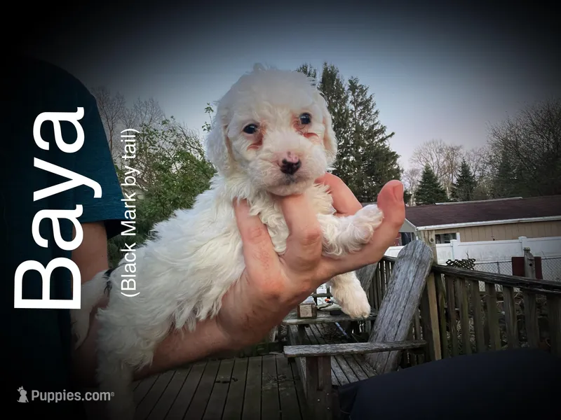 Baya – Miniature Bernedoodle puppy for sale in Conneaut, OH
