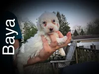 Baya, a female Miniature Bernedoodle for sale in Conneaut, OH – Photo 1 of 4