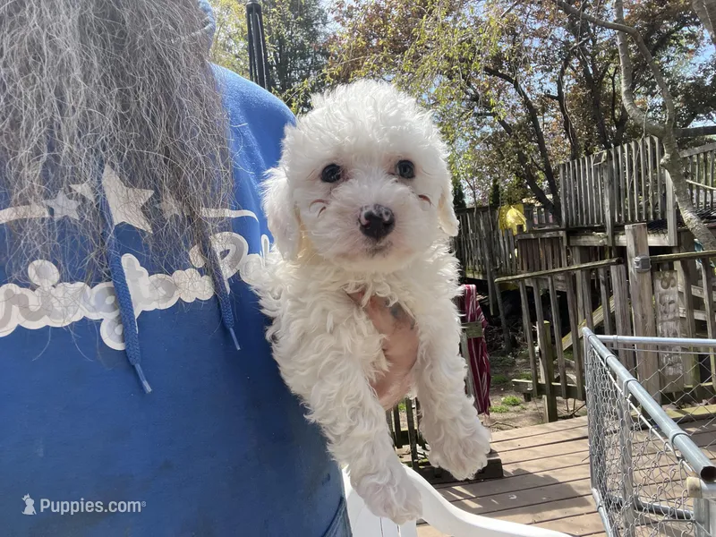 Baya – Miniature Bernedoodle puppy for sale in Conneaut, OH