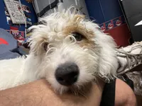 Tank (DEAF), a male Miniature Bernedoodle for sale in Conneaut, OH – 1 of 6