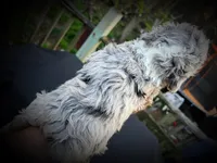 Alani, a female Miniature Bernedoodle for sale in Conneaut, OH – Photo 2 of 4