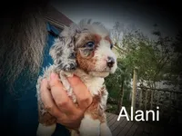 Alani, a female Miniature Bernedoodle for sale in Conneaut, OH – Photo 4 of 4