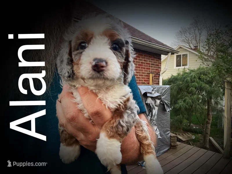 Alani – Miniature Bernedoodle puppy for sale in Conneaut, OH