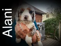 Alani, a female Miniature Bernedoodle for sale in Conneaut, OH – Photo 1 of 4