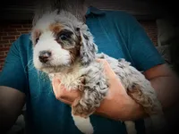 Alani, a female Miniature Bernedoodle for sale in Conneaut, OH – Photo 3 of 4