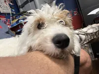 Tank (DEAF), a male Miniature Bernedoodle for sale in Conneaut, OH – 5 of 6