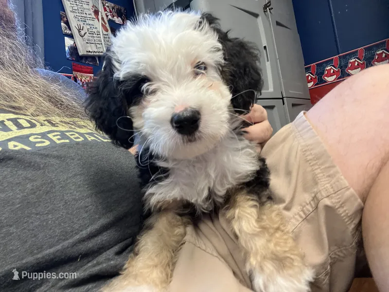 Fritz, One partial ice blue eye , a male Miniature Bernedoodle for sale in Conneaut, OH – 1 of 9