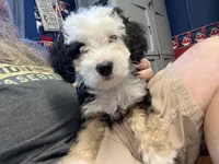 Fritz, One partial ice blue eye , a male Miniature Bernedoodle for sale in Conneaut, OH – 1 of 9