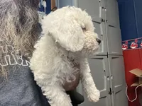 Faya, Ice Blue Eye, a female Miniature Bernedoodle for sale in Conneaut, OH – 5 of 8
