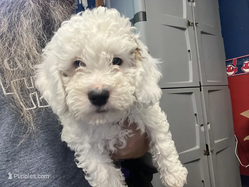 Faya, Ice Blue Eye – Miniature Bernedoodle puppy for sale in Conneaut, OH