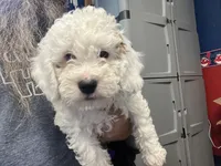 Faya, Ice Blue Eye, a female Miniature Bernedoodle for sale in Conneaut, OH – 1 of 8