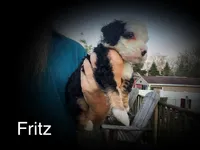 Fritz, a male Miniature Bernedoodle for sale in Conneaut, OH – Photo 4 of 4