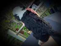 Fritz, a male Miniature Bernedoodle for sale in Conneaut, OH – Photo 2 of 4