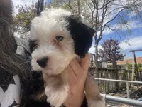 Fritz, One partial ice blue eye , a male Miniature Bernedoodle for sale in Conneaut, OH – 6 of 9