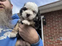 Fritz, One partial ice blue eye , a male Miniature Bernedoodle for sale in Conneaut, OH – 9 of 9