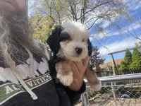Fritz, One partial ice blue eye , a male Miniature Bernedoodle for sale in Conneaut, OH – 8 of 9