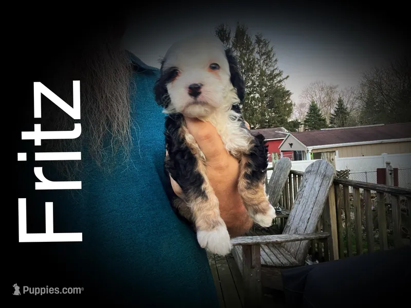 Fritz – Miniature Bernedoodle puppy for sale in Conneaut, OH