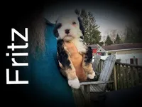 Fritz, a male Miniature Bernedoodle for sale in Conneaut, OH – Photo 1 of 4