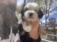 Fritz, One partial ice blue eye , a male Miniature Bernedoodle for sale in Conneaut, OH – 7 of 9