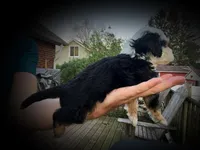 Fritz, a male Miniature Bernedoodle for sale in Conneaut, OH – Photo 3 of 4