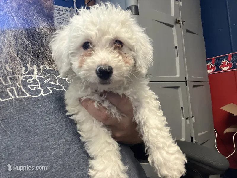 Baya – Miniature Bernedoodle puppy for sale in Conneaut, OH