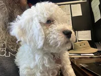 Faya, Ice Blue Eye, a female Miniature Bernedoodle for sale in Conneaut, OH – 3 of 8
