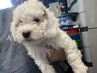 Faya, Ice Blue Eye, a female Miniature Bernedoodle for sale in Conneaut, OH – 2 of 8