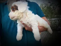 Tank, a male Miniature Bernedoodle for sale in Conneaut, OH – Photo 3 of 4