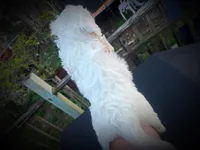 Tank, a male Miniature Bernedoodle for sale in Conneaut, OH – Photo 2 of 4