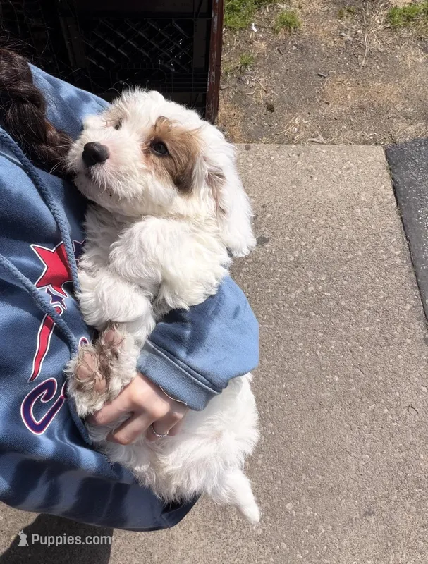 Tank – Miniature Bernedoodle puppy for sale in Conneaut, OH