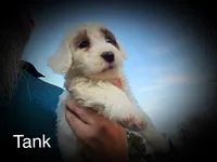 Tank, a male Miniature Bernedoodle for sale in Conneaut, OH – Photo 4 of 4