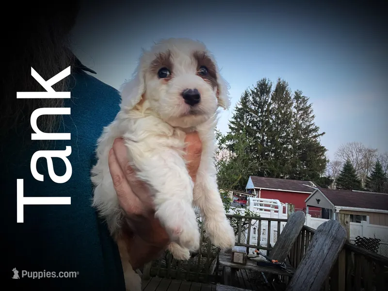 Tank – Miniature Bernedoodle puppy for sale in Conneaut, OH