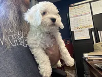 Faya, Ice Blue Eye, a female Miniature Bernedoodle for sale in Conneaut, OH – 7 of 8