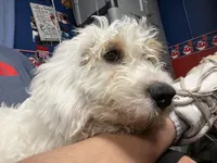 Tank (DEAF), a male Miniature Bernedoodle for sale in Conneaut, OH – 6 of 6