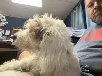 Tank (DEAF), a male Miniature Bernedoodle for sale in Conneaut, OH – 3 of 6