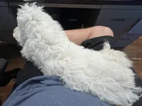 Tank (DEAF), a male Miniature Bernedoodle for sale in Conneaut, OH – 2 of 6
