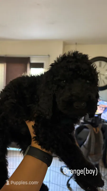 BJ  – Goldendoodle puppy for sale in Desert Hot Springs, CA