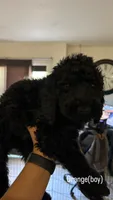 BJ , a male Goldendoodle for sale in Desert Hot Springs, CA – 1 of 1